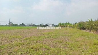 1968m2 đất lúa – quy hoạch full đất thổ