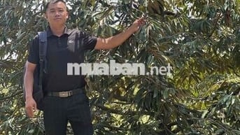 5.4 ha sầu riêng Dona Full 900 cây