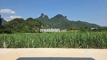 🌄 BÁN ĐẤT NGHỈ DƯỠNG | XÓM NGAY – MƯỜNG BI – PHÚ THỌ