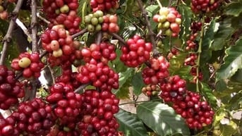 Góc may mắn giành cho ai muốn khởi nghiệp bằng ngề sx trà cà phê.