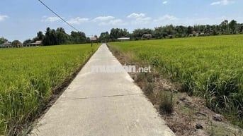 299 Triệu 170m2 Thổ Cư đối diện KCN An Nhựt Tân, cách Tỉnh Lộ 832 900m