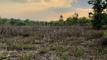 CẦN TIỀN - BÁN ĐẤT NÔNG NGHIỆP trồng cà phê, tiêu