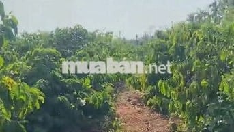 Bán Vườn Cà Phê Xã Hòa Khánh Giá Ngộp