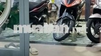 Xe máy 50cc Cả nam và nữ Rất mới