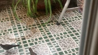 Cần bán chim non cu gáy tại thành phố hcm