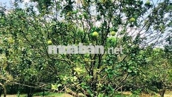 tôi cần bán nhanh miếng đất vườn DT 70×100 giá bán 75tr/1Sào, sổ sẵn