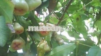  NHÀ VƯỜN CHUẨN PHONG THUỶ 107 MÉT MẶT TIỀN ĐƯỜNG NHỰA, RỘNG 10.989 M2