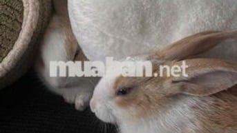 cần bán đất tặng tài sản trên đất (nhà). có th lượng
