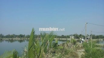 1000m đất Bình Hưng, Bình Chánh