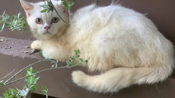 mèo anh 1 tuổi khu vực tân phú