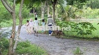 🌿 Đất Vườn Ven Sông La Ngà 1.00m² - Chỉ 549 Triệu, Có Sẵn Vườn Xoài