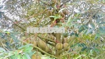 Bán nhanh lô 7 sào 560tr sổ hồng riêng có sẵn vườn sầu riêng