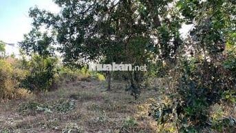 [ TÂN PHÚ-ĐỒNG NAI] 1000m2 CẦN BÁN ĐƯỜNG XE HƠI