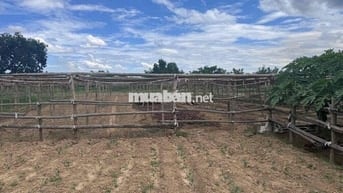 về lô view lúa duy nghĩa cực đẹp giá cực mềm