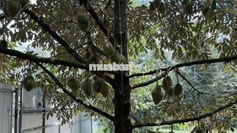 Chính chủ bán 3 sào đất đỏ bazan đang cho thu sầu riêng mạnh