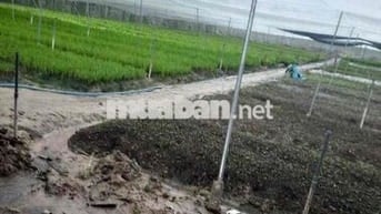 8.200m2 TL15 1,95tr/m Củ Chi An Nhơn Tây