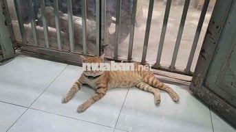 Tìm căn hộ cho thuê tại khu vực gần bệnh viện Từ Dũ
