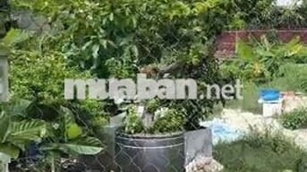 632 m2 👉 Đất Có Thổ Cư, gần Chợ Đông Thạnh