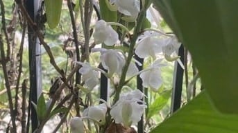 Cho thuê nhà full nội thất, số 16 ngõ 11 đường Nước Phần Lan, Tây Hồ