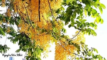 Nhà TĐC dự án X2 Đại Kim Tầng trung-
