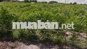 🔥 BÁN GẤP ĐẤT THỔ CƯ 300M² – TAM AN, LONG THÀNH – NGANG 15M