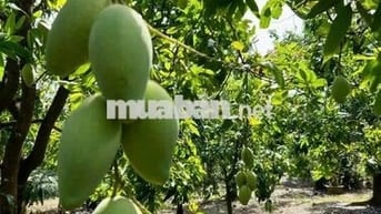 Bán nhanh 1000m2 vườn xoài gần sát hồ Trị An mát mẻ, mặt tiền hơn 17m