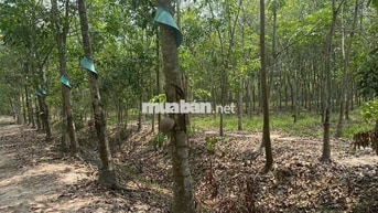 BÁN ĐẤT MẪU CAO SU SẴN KHAI THÁC