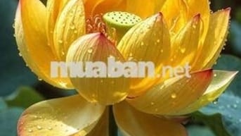 NHÀ XƯỞNG HOÀN CÔNG - MT TRẦN ĐẠI NGHĨA - 3800M2 CẦN BÁN !