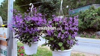 Có 2 triệu,cần góp 1 chiếc nợ xấu