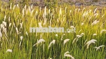 CHÍNH CHỦ Cần Bán Lô Đất Mặt Tiền Tại Xã Đôn Thuận, Huyện Trảng Bàng,