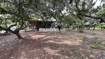 bán đất hiếu liêm , cách hồ trị an 1km