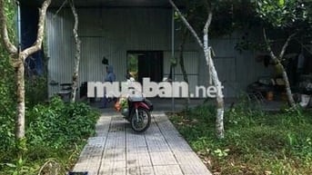 Nhà vườn gần Chợ Lai Uyên, mặt đường, 500m, 2tr/tháng, vườn 20 cây mít