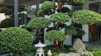 Dịch vụ cắt tỉa cành nhánh - chăm sóc cây xanh chuyên nghiệp