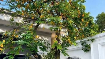 Bán biệt thự Phường Chợ Lớn dt: 8m x 13m 1H 1L 3 lầu 1ST 1TM giá 11 tỷ