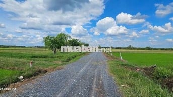 1.1HA LÚA - 80M MẶT TIỀN ĐƯỜNG NHỰA 819 