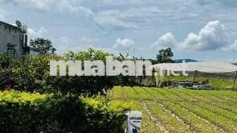 bán đất mặt tiền đường Lê Văn Tám, TT Thạnh Mỹ, Đơn Dương, Lâm Đồng