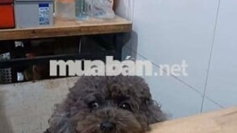 cho thuê nhà 2 tầng ngõ 18 phố hàm long
