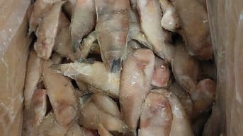 CÁ MÓ NGUYÊN CON Size 20 - 30 con / kg