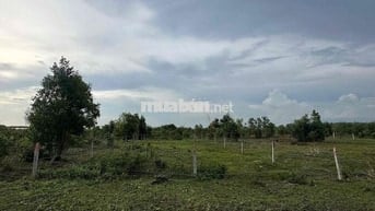 Chính Chủ Bán Đất Xuyên Mộc Bình Châu Bà Rịa Vũng Tàu