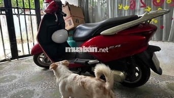 Honda Lead 2010 Đỏ 108cc