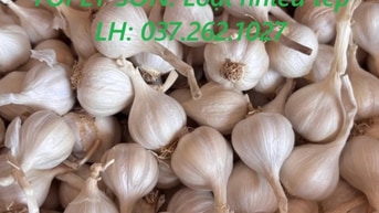 Tỏi Lý Sơn nhiều tép loại 1 (chính gốc Lý Sơn)
