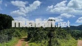 Cần tiền bán nhanh đất rẫy tại Tà Nung, p. Cam Ly, Đà Lạt, 160tr/sào