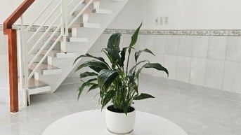 Cho thuê NR, mới, 2PN, 2WC, ĐS6, Bình Tân