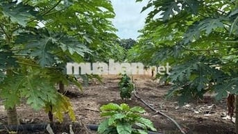 cần bán đất vườn mảt tiền đường nhựa