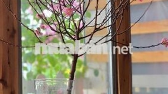 🔥FULL NỘI THẤT NGUYỄN THỊ NGHĨA - VIEW TRIỆU ĐÔ - CHỈ 6TR 🔥