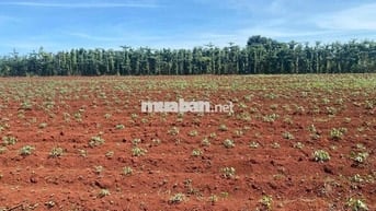 Chính Chủ Bán Đất 2000m2 Full Hồng Giá Chỉ 2 Tỉ 3.