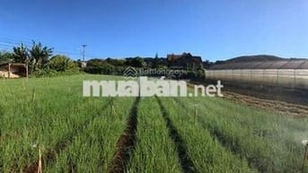 Đất ONT mặt tiền Quốc Lộ 725 Tà Nung, Đà Lạt. 