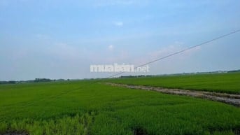 Đất nông nghiệp mặt tiền kênh T3, 45m x 176m, 3.2tr