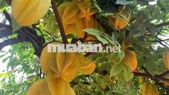 CHO THUÊ MT Nguyễn Văn SĂNG 4 x 13 M Đúc 1 trệt , 1 lửng , 1 Lầu  đẹp 