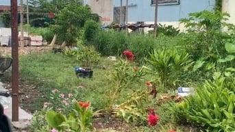 Bán hai lô đất liền kề, đường T15 An Phú Đông, cách quốc lộ 1A ~ 400m